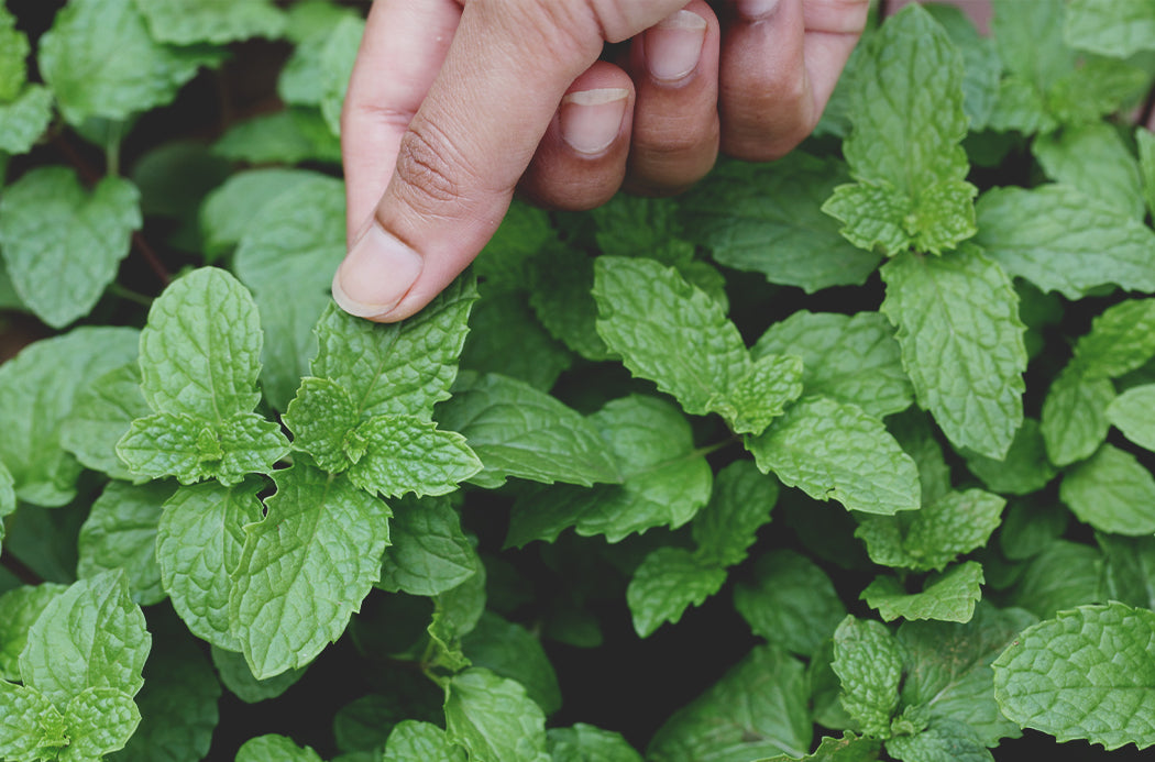 Aceite Esencial Peppermint 15ml