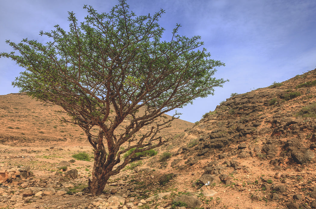 Aceite Esencial Frankinciense 15ml