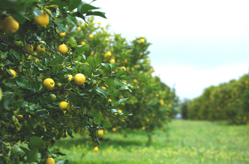 Aceite Esencial Limón 15ml