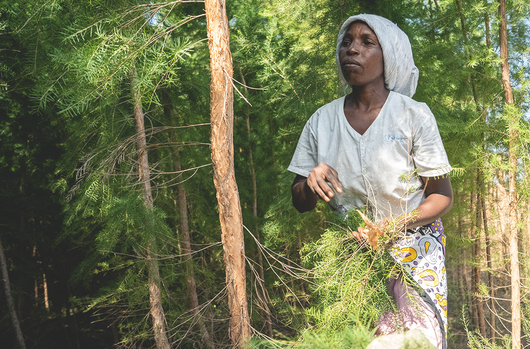 Aceite Esencial Tea Tree 15ml