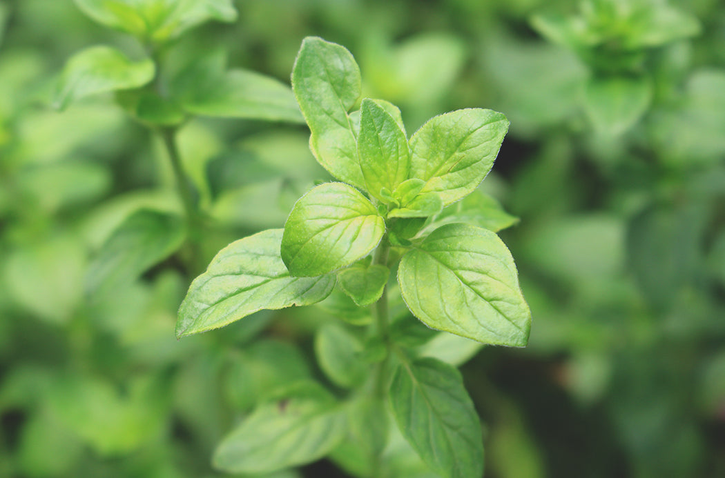 Aceite Esencial Oregano 15ml