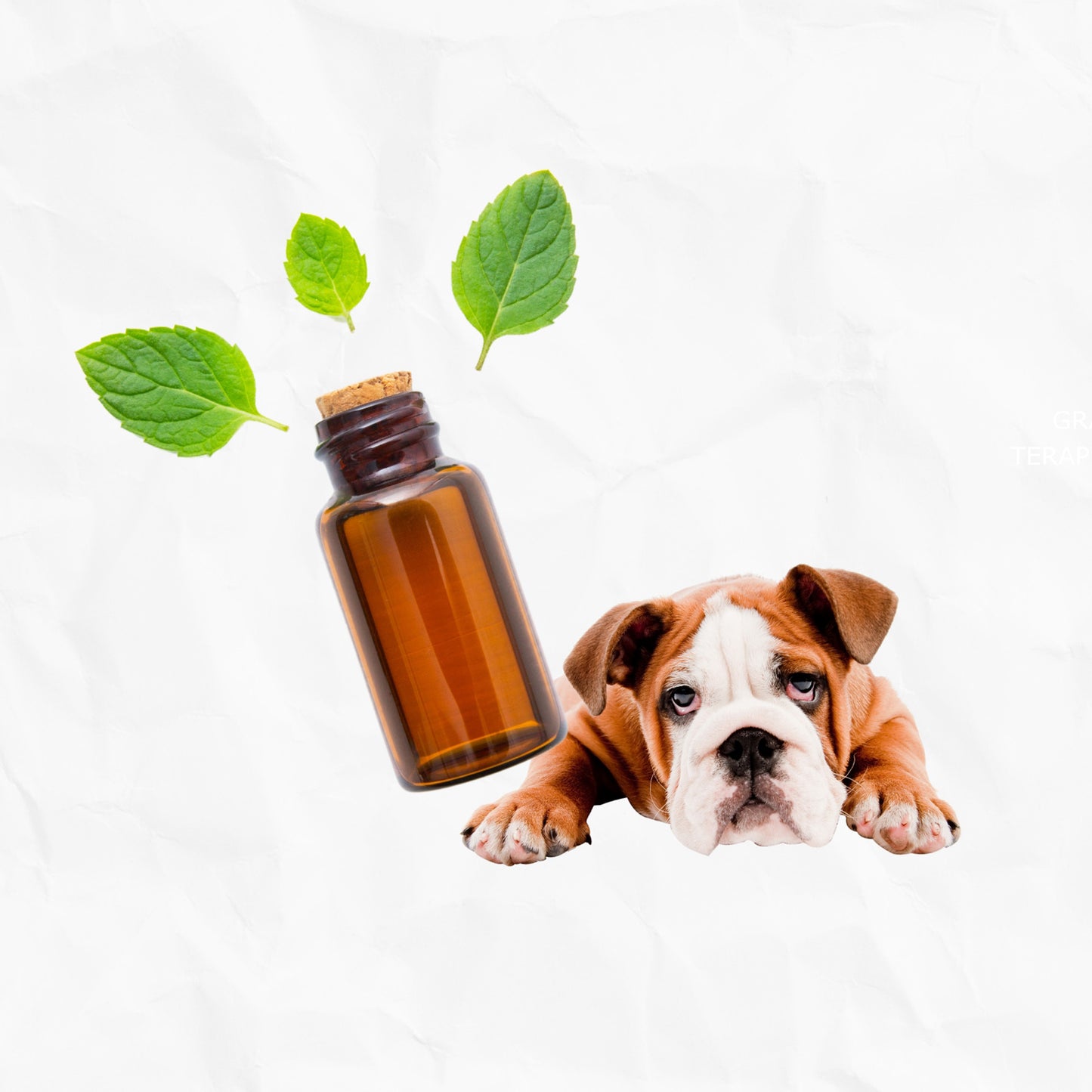 ASESORÍA ACEITES ESENCIALES PARA PERROS 30.00 €