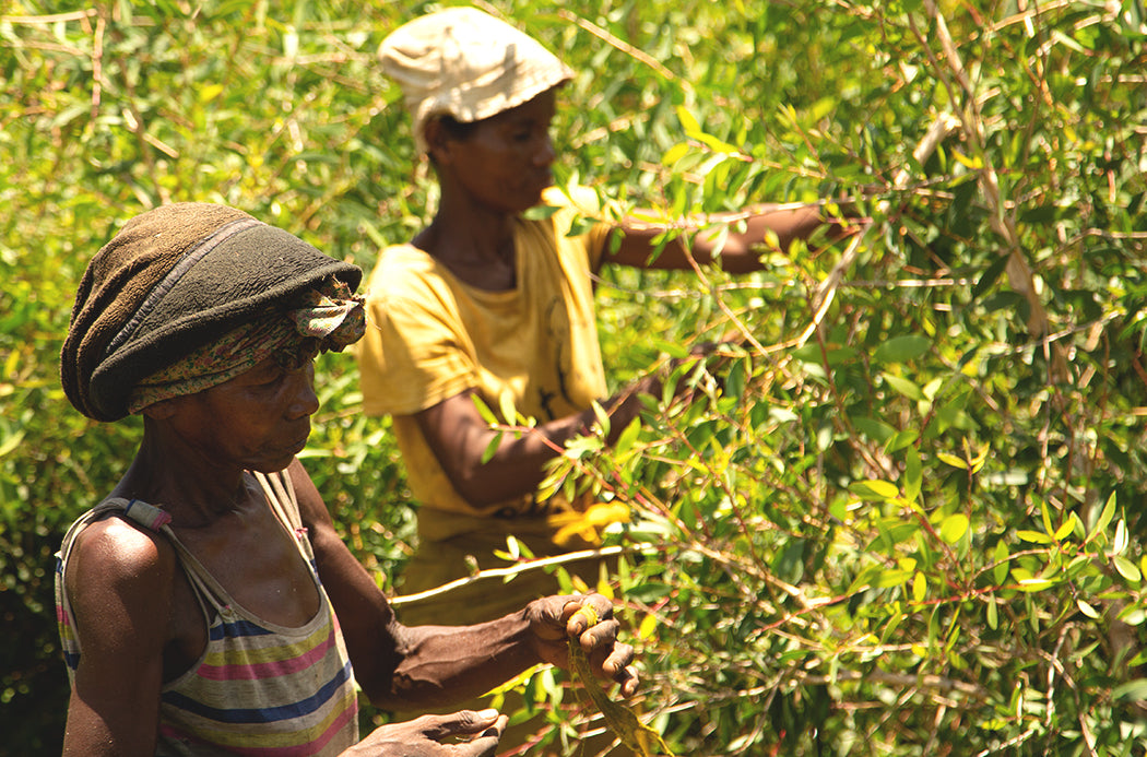 Aceite Esencial Ylang Ylang 15ml